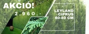 LEYLAND CIPRUS AKCIÓ!