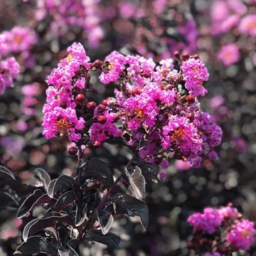 Lagerstroemia Black Diamond Purple - Bordó levelű kínai selyemmirtusz