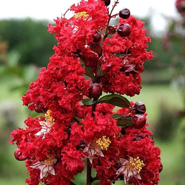 Lagerstroemia indica Dynamite – Kínai selyemmirtusz fa