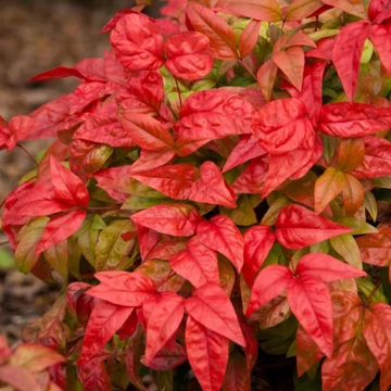 Nandina domestica Fire Power - Japán szentfa