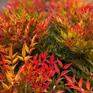 Nandina domestica Moon Bay - Japán szentfa