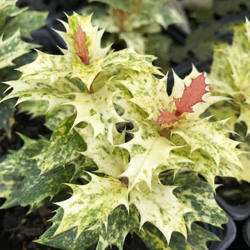 Osmanthus heterophyllus Tricolor - Tarkalevelű illatvirág
