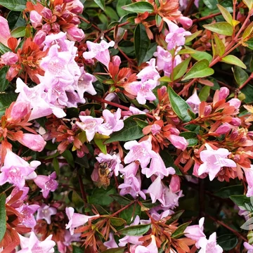Abelia grandiflora Edward Goucher – Tárnicslonc