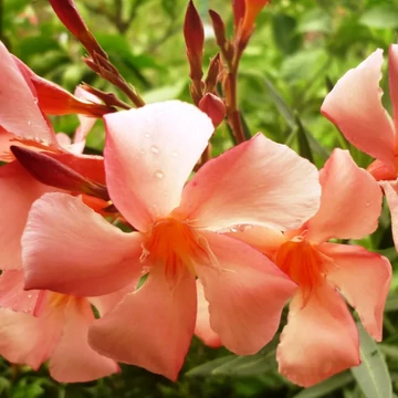 Nerium oleander Albicocca- Barack virágú leander