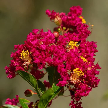 Lagerstroemia indica Caroline Beauty – kínai selyemmirtusz