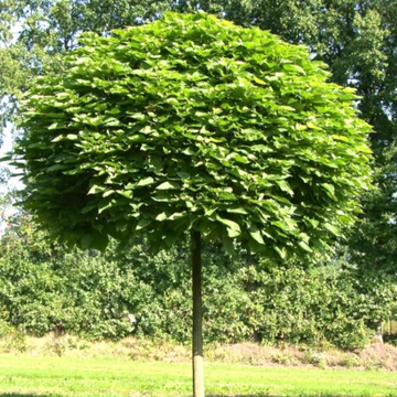 Catalpa bungei - Gömb szivarfa
