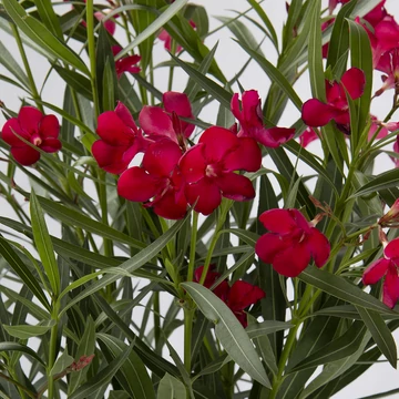Nerium oleander Rosso - Sötét piros virágú leander