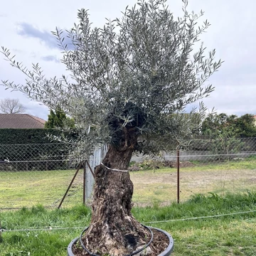 Olea europaea ''Emiliana'' - Olajfa ''Emiliana''
