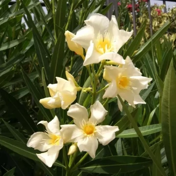 Nerium oleander Giallo - Sárga virágú leander