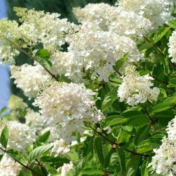 Hydrangea paniculata Grandiflora – Bugás hortenzia
