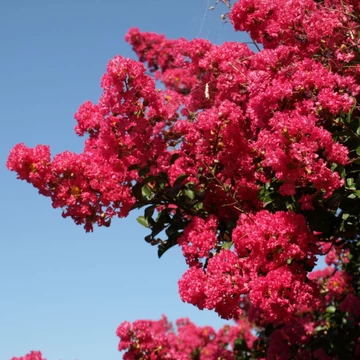 Lagerstroemia indica Tuskegee - Kínai selyemmirtusz