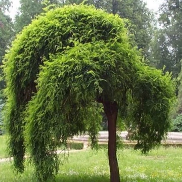Sophora japonica Pendula - Csüngő japánakác 
