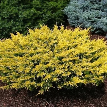Juniperus communis Goldschatz – Aranysárga terülő boróka