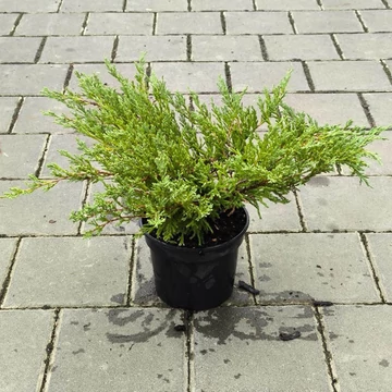 Juniperus horizontalis Andorra Compacta Variegata – Tarka henye boróka