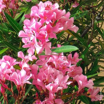 Nerium oleander Rosa - Rózsaszín virágú leander