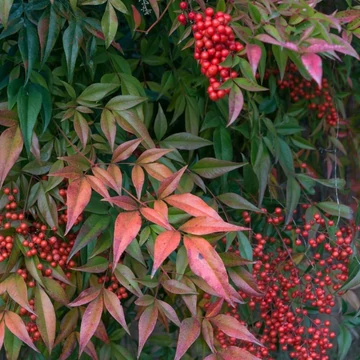 Nandina domestica - Japán szentfa