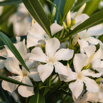 Nerium oleander Bianco- Fehér virágú törzses leander