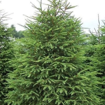 Picea abies – Lucfenyő