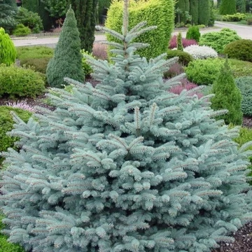 Picea pungens Glauca - Ezüstfenyő