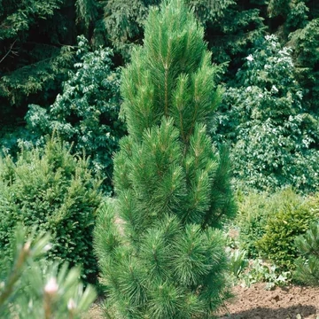 Pinus nigra Green Rocket - Oszlopos feketefenyő
