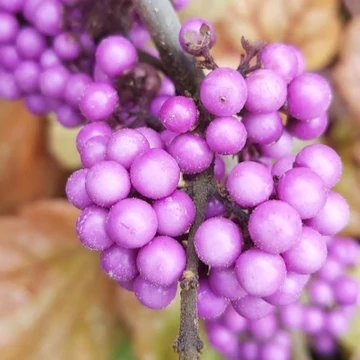 Callicarpa bodinieri Profusion - Kínai lilabogyó