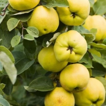 Cydonia oblonga Bereczki bőtermő - Bereczki bőtermő birs