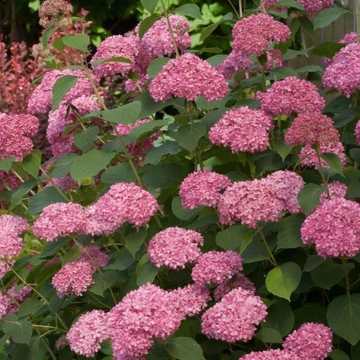 Hydrangea arborescens Pink Annabelle - Cserjés hortenzia