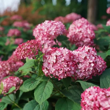 Hydrangea arborescens Ruby Annabelle - Cserjés hortenzia