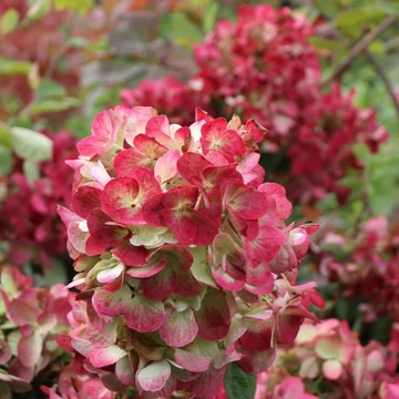 Hydrangea paniculata Diamant Rouge - Bugás hortenzia