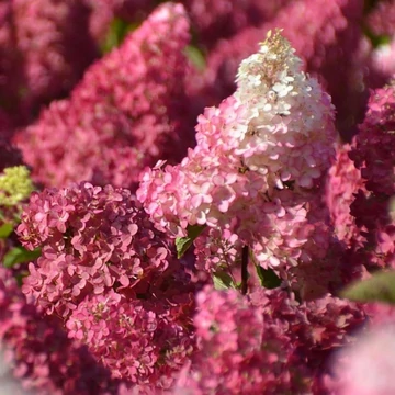 Hydrangea paniculata Fraise Melba - Bugás hortenzia