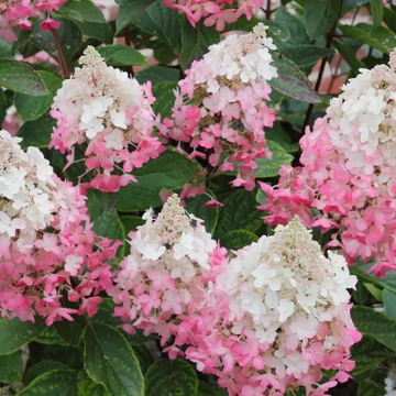 Hydrangea paniculata Pinky Winky - Bugás hortenzia