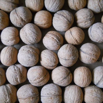 Juglans regia Milotai 10 - Milotai 10 dió