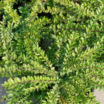 Lonicera nitida Maigrün - Örökzöld Mirtuszlonc