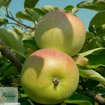 Malus domestica Batul - Batul alma
