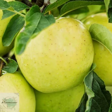 Malus domestica Golden Delicious - Golden alma