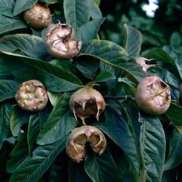 Mespilus germanica Nottingham - Nottingham naspolya
