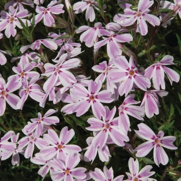 Phlox subulata Candy Stripes - Árlevelű lángvirág