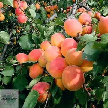 Prunus armeniaca Ceglédi arany - Ceglédi arany kajszibarack