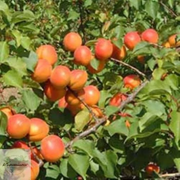 Prunus armeniaca Ceglédi bíbor - Ceglédi bíbor kajszibarack