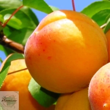 Prunus armeniaca Ceglédi óriás - Ceglédi óriás kajszibarack