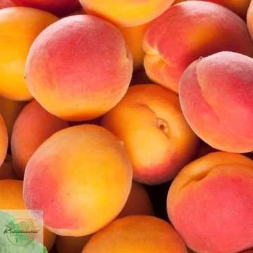 Prunus armeniaca  Ceglédi piroska - Ceglédi piroska kajszibarack
