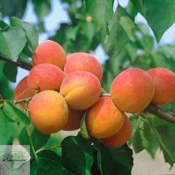 Prunus armeniaca  Harcot - Harcot kajszibarack