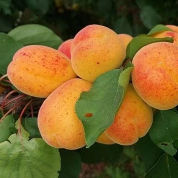 Prunus armeniaca Magyar kajszi - Magyar kajszi kajszibarack