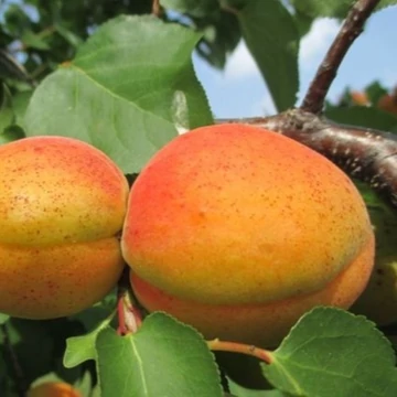Prunus armeniaca  Mandulakajszi - Mandulakajszi kajszibarack