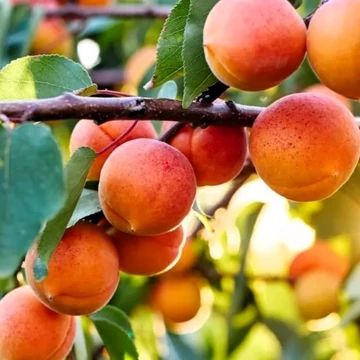 Prunus armeniaca Pannónia - Pannónia kajszibarack