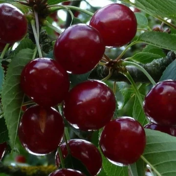 Prunus avium Bigarreau Burlat -  Bigarreau Burlat cseresznye
