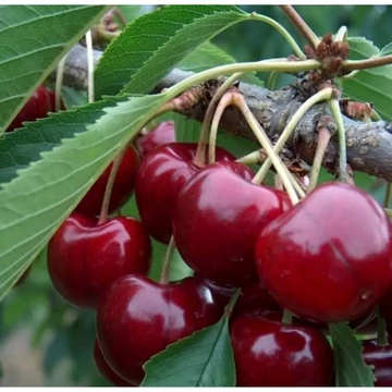Prunus avium Carmen - Carmen cseresznye