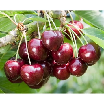 Prunus avium Germesdorfi 3 - Germesdorfi 3 cseresznye