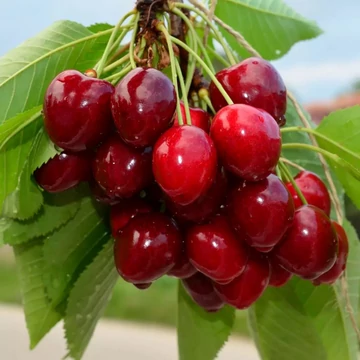 Prunus avium Germesdorfi óriás - Germesdorfi óriás cseresznye