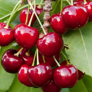 Prunus avium Katalin -  Katalin cseresznye